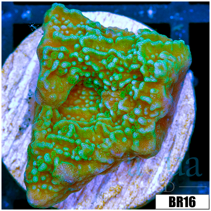Nuclear Plating Monti