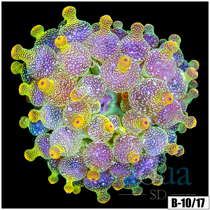 ASD Lemon Lime BTA