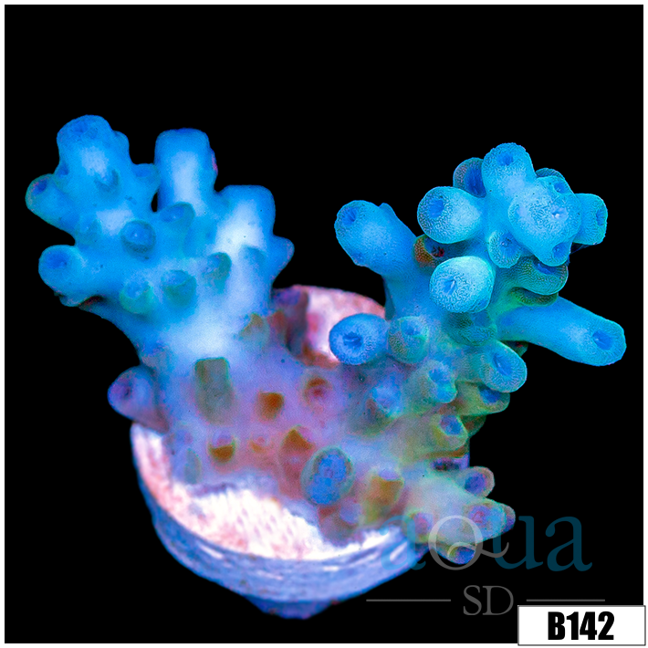 Aussie Ice Tort Acropora