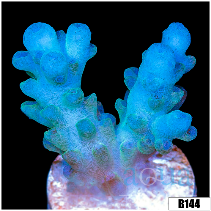 Aussie Ice Tort Acropora
