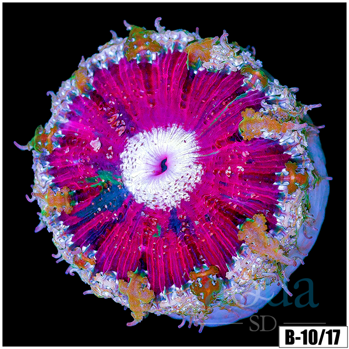 ASD Rose Rock Flower Anemone