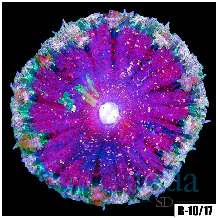 ASD Rose Rock Flower Anemone