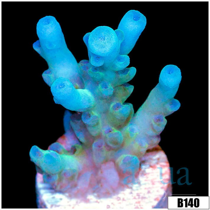 Aussie Ice Tort Acropora