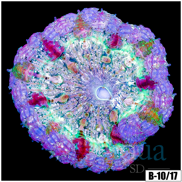 Cherry Snowflake Rock Flower Anemone