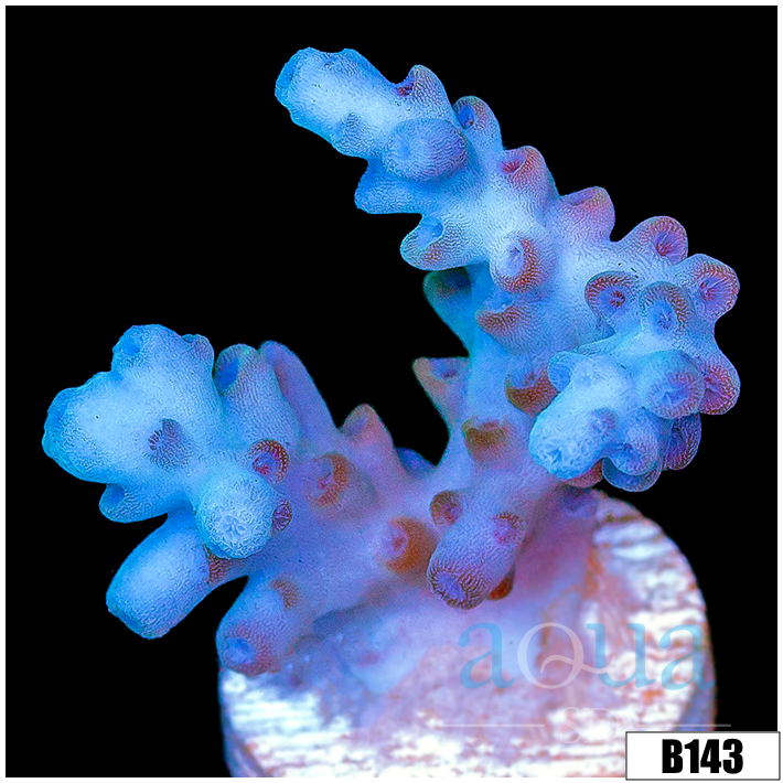 Aussie Ice Tort Acropora