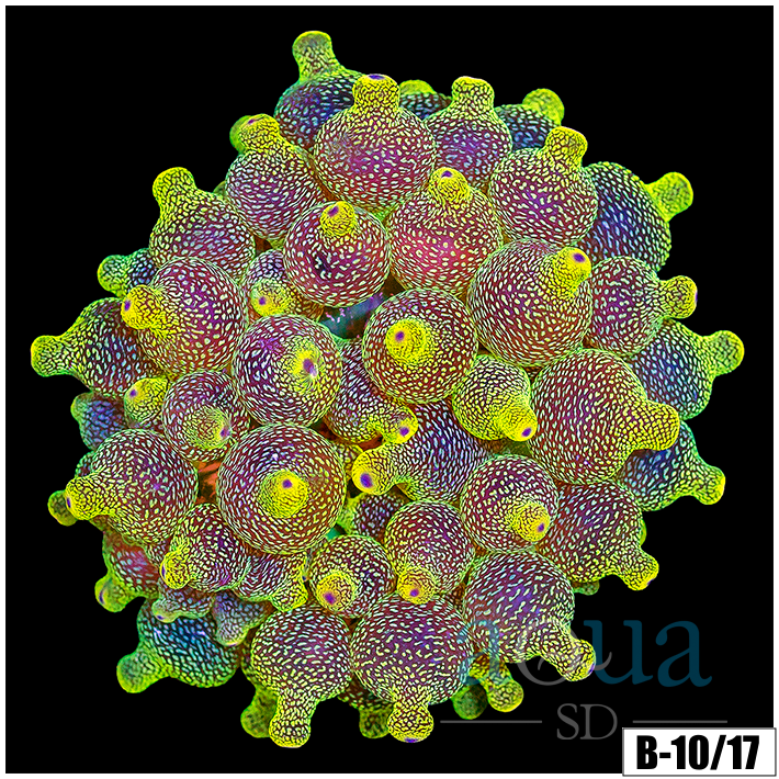 ASD Lemon Lime BTA