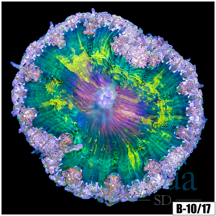 Nuclear Center Rock Flower Anemone