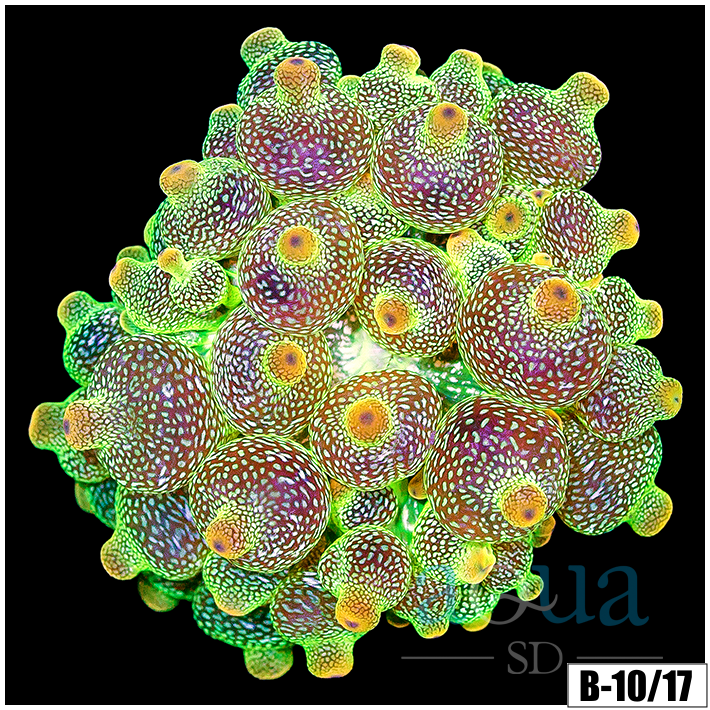 ASD Lemon Lime BTA