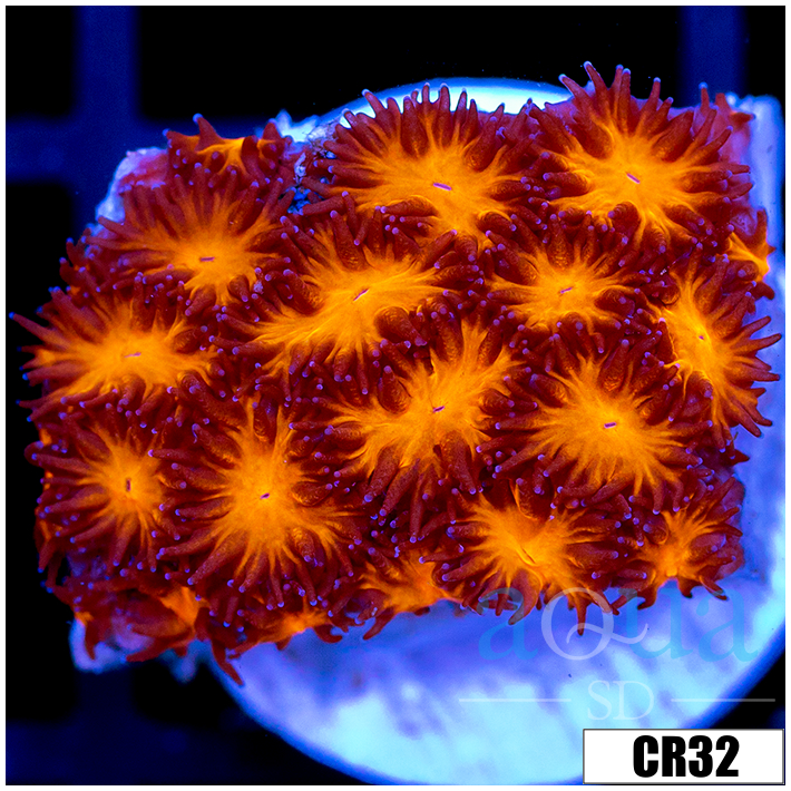 Orenji Eye Leptastrea