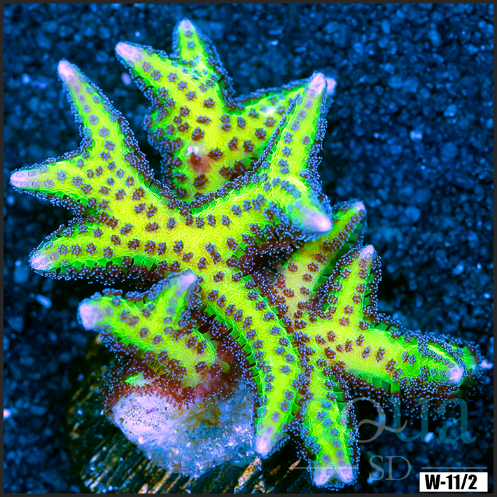 Birds of Paradise Multiples Available Frag