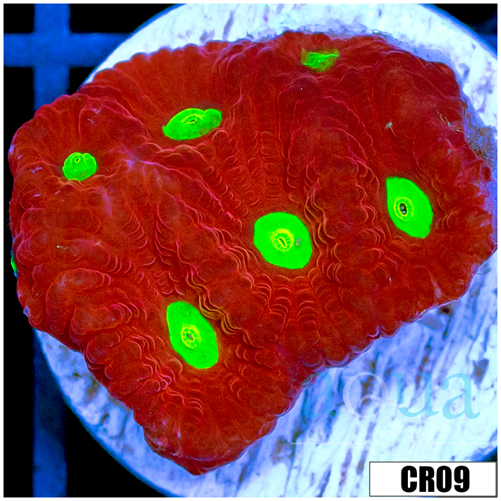 Grafted War Coral Favia