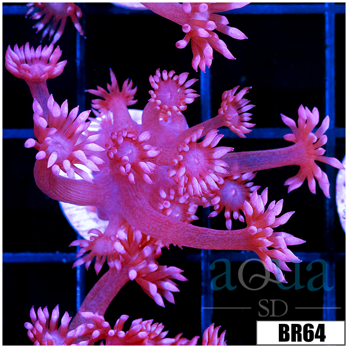 Cherry Blossom Goni