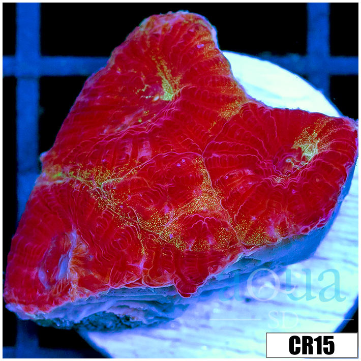 Cultured Crimson Favia