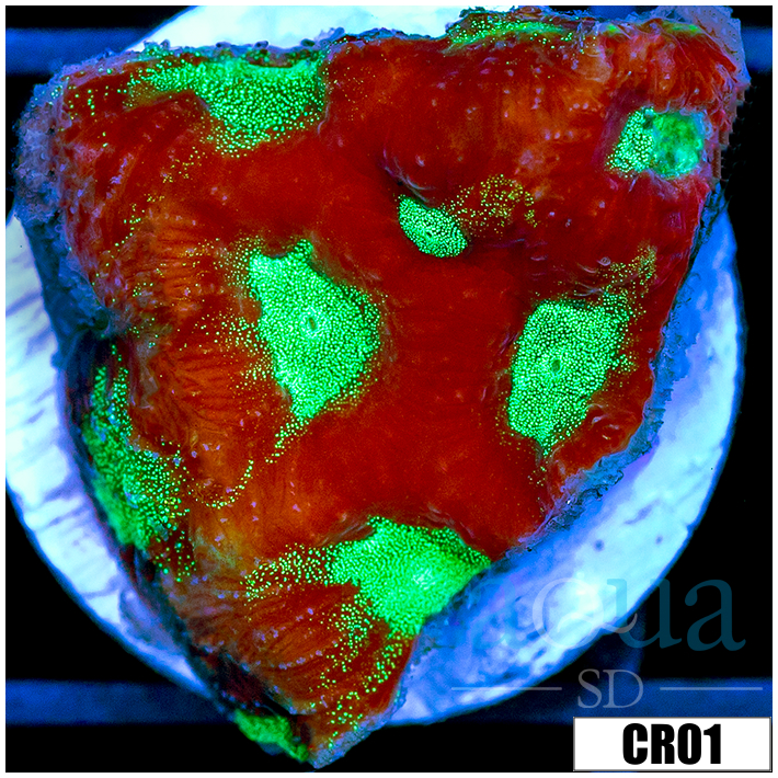 War Coral Favia