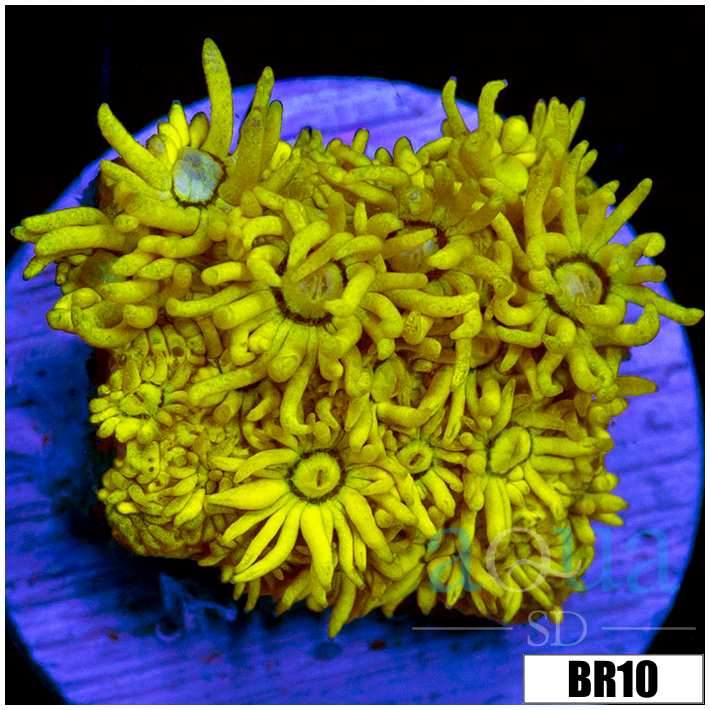 Banana Goni