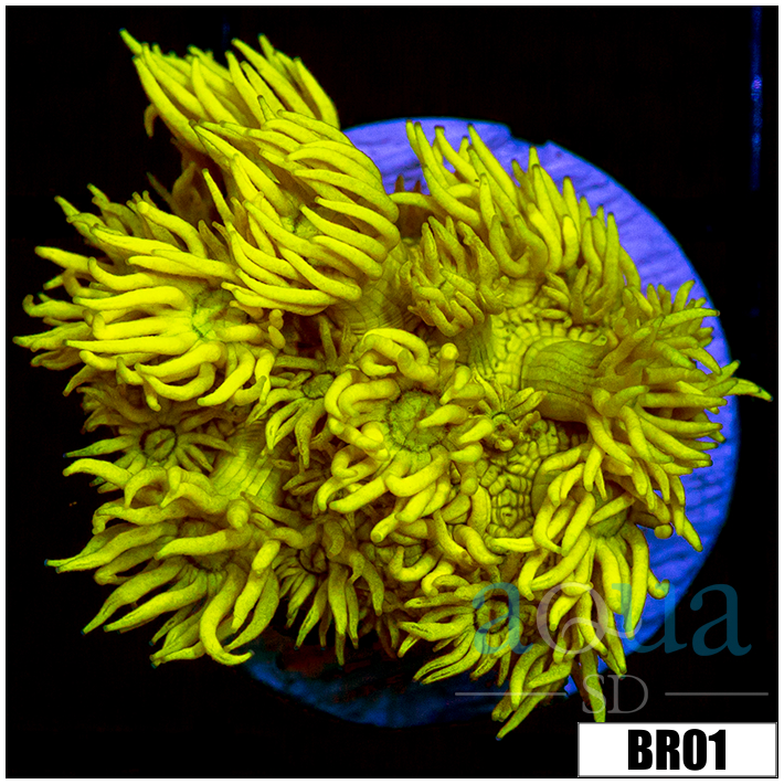 Banana Goni