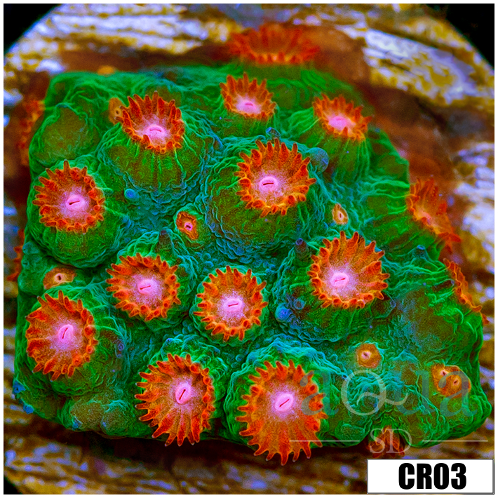 Meteor Shower Cyphastrea