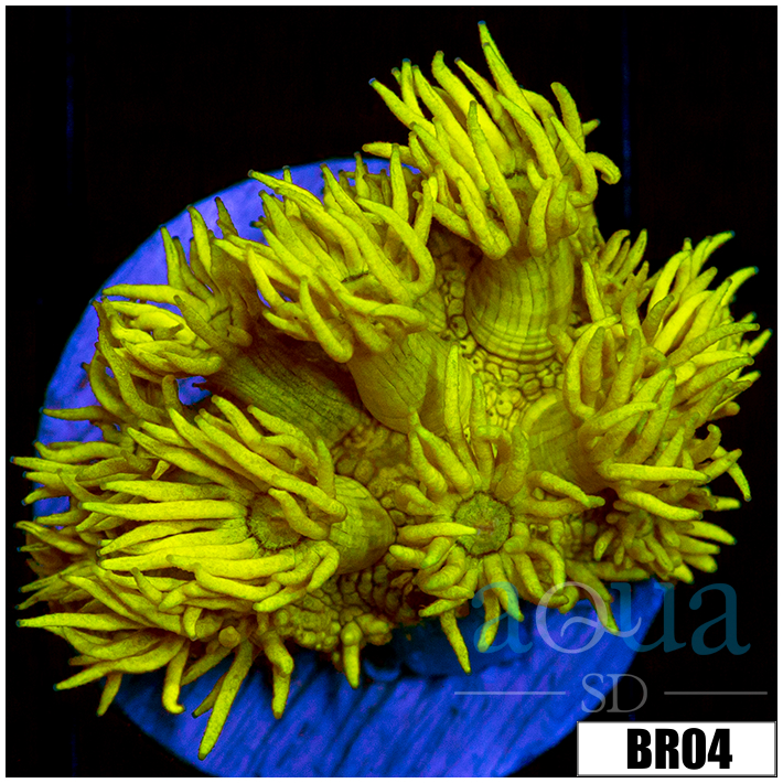 Banana Goni