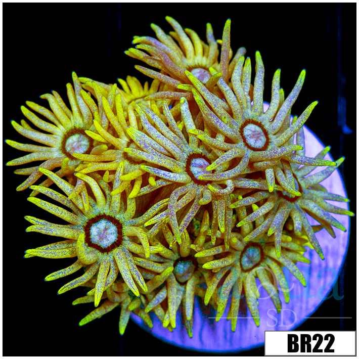 Banana Goni