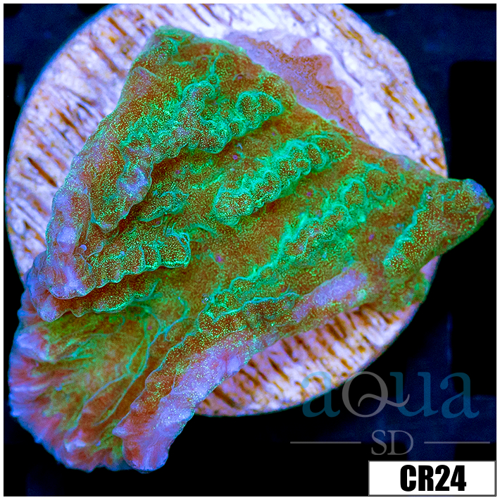 Sparkling Merulina Ampliata