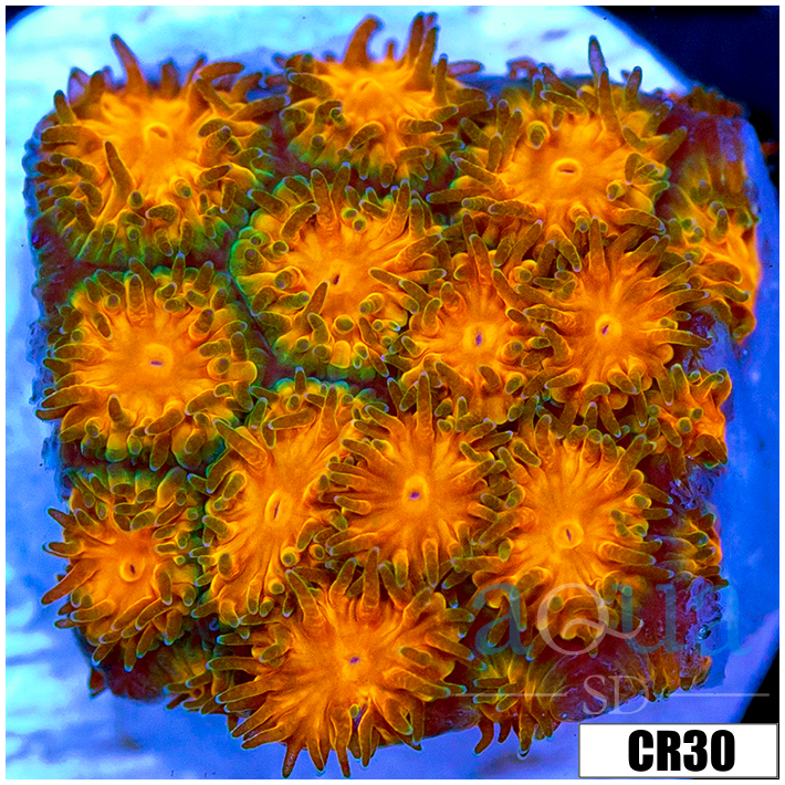 Orenji Eye Leptastrea