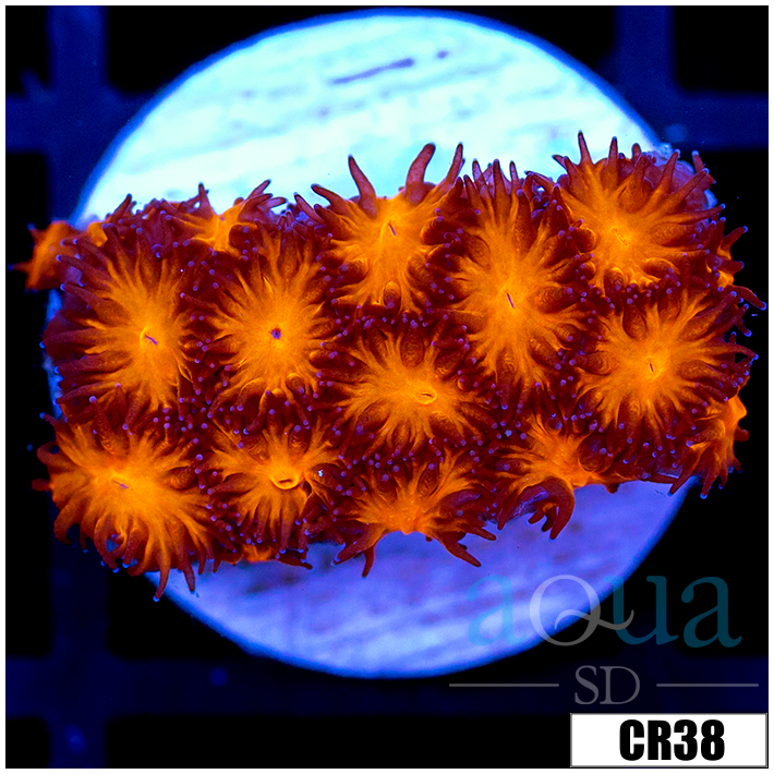 Orenji Eye Leptastrea