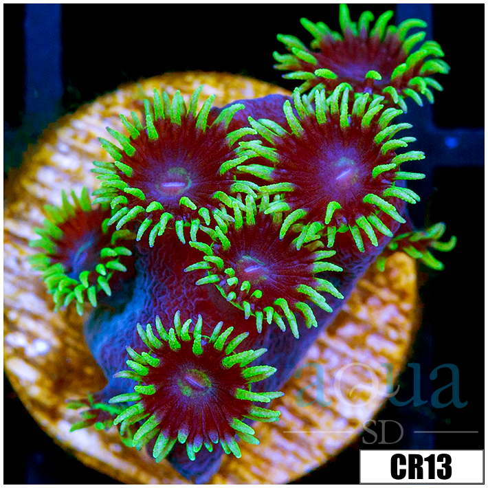 Jokers Turbinaria