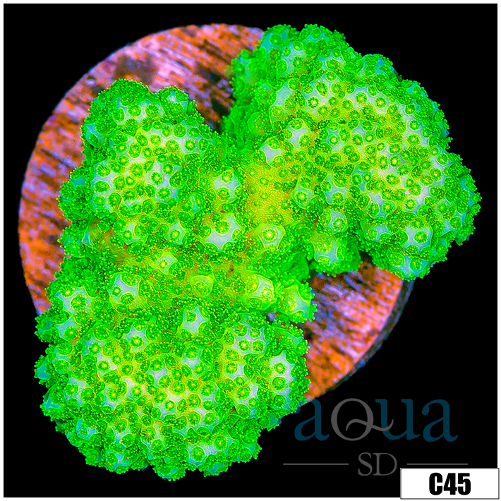 Nuclear Poccilopora