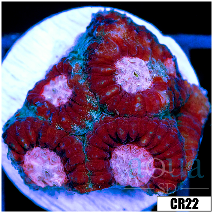 Cupid Eye Favia