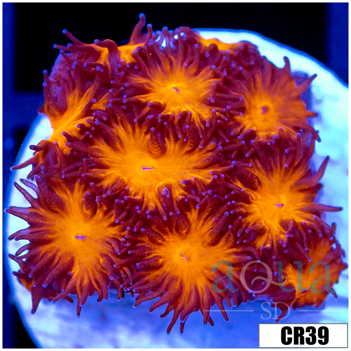 Orenji Eye Leptastrea