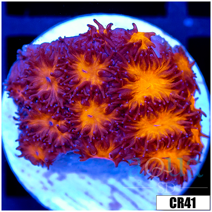 Orenji Eye Leptastrea