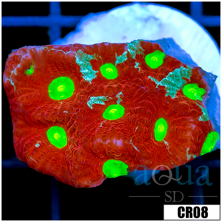 Grafted War Coral Favia