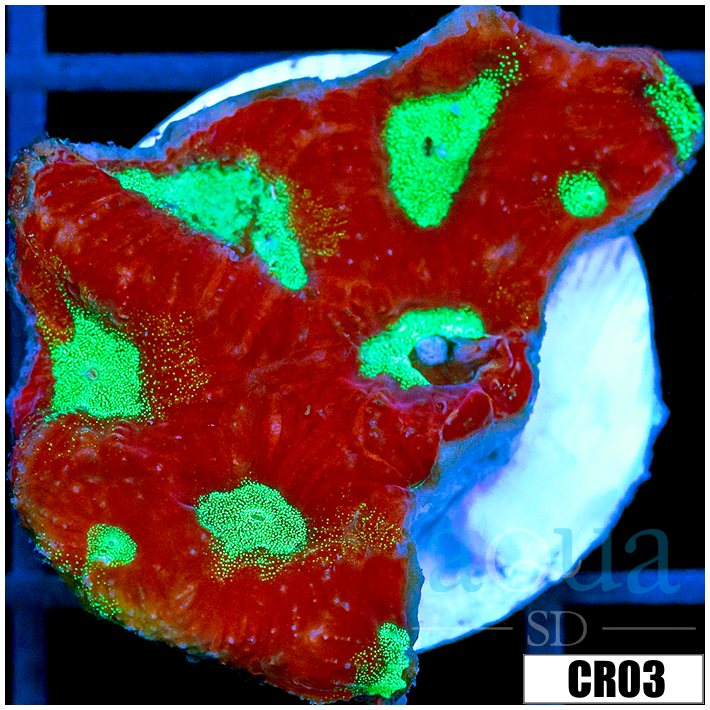War Coral Favia