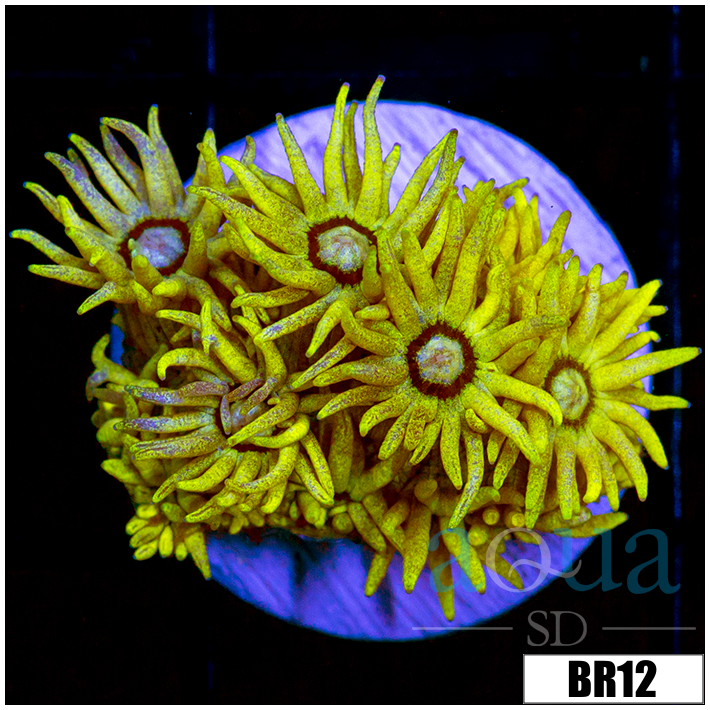 Banana Goni