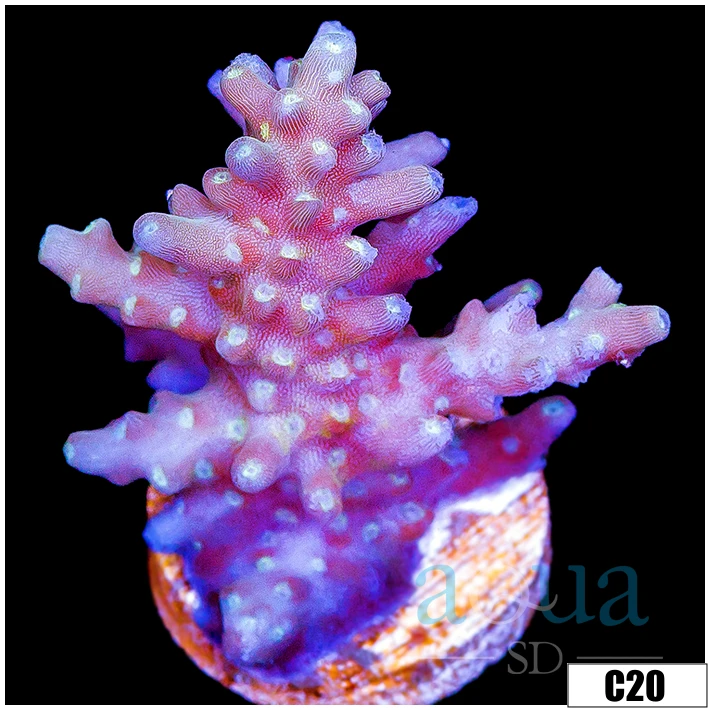 Grape Tort Acropora