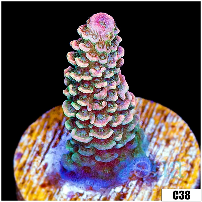 ASD Rainbow Mille