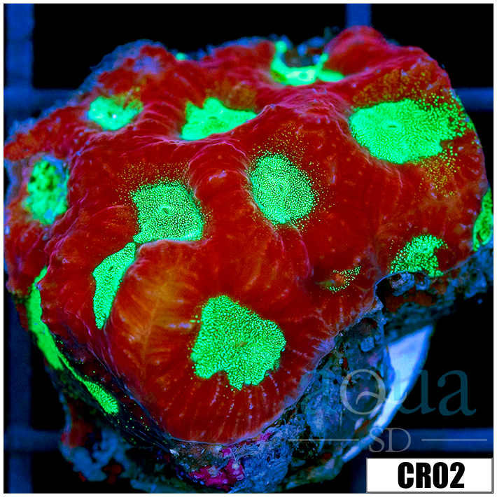 War Coral Favia