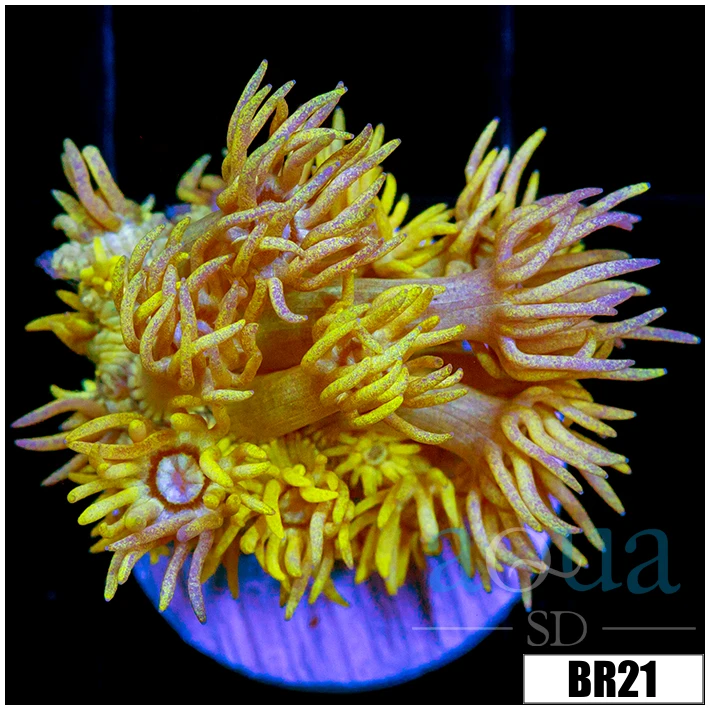 Banana Goni