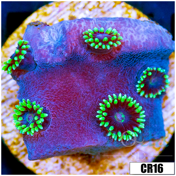 Jokers Turbinaria