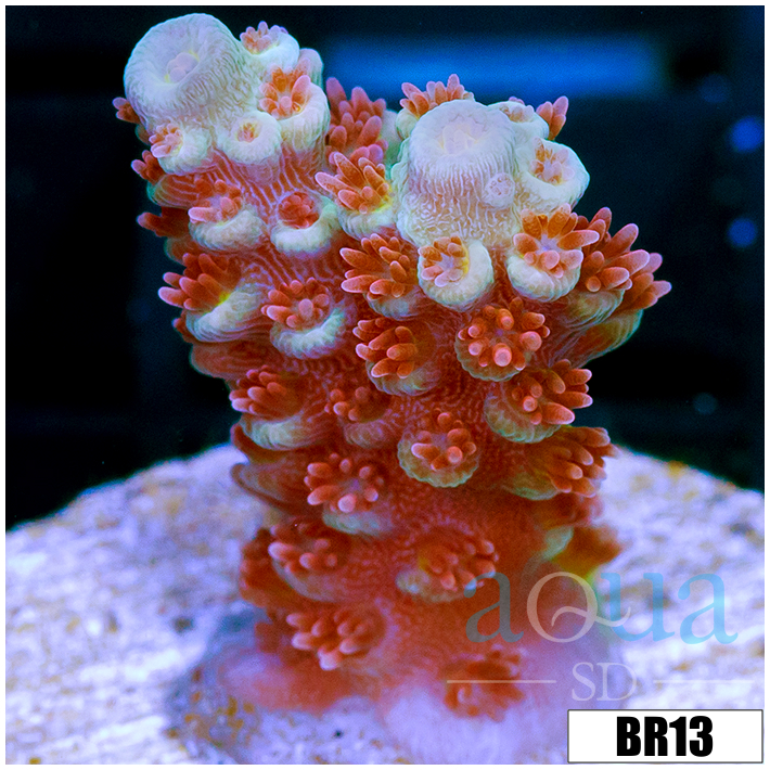 Homegrown Cherry Bomb Acropora