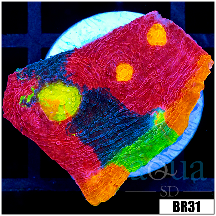 ASD Rainbow Chalice