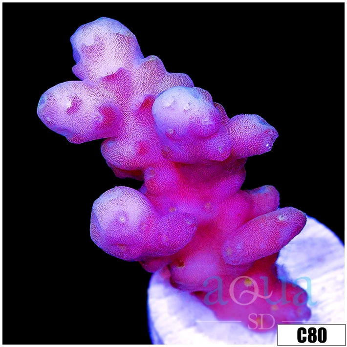 Aussie Bubble Tip Acropora