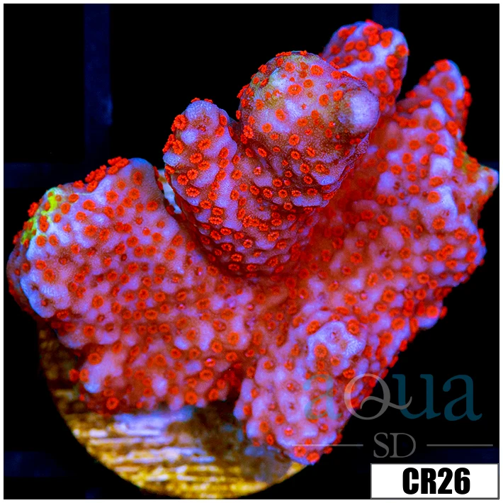 Indo Red Digitata