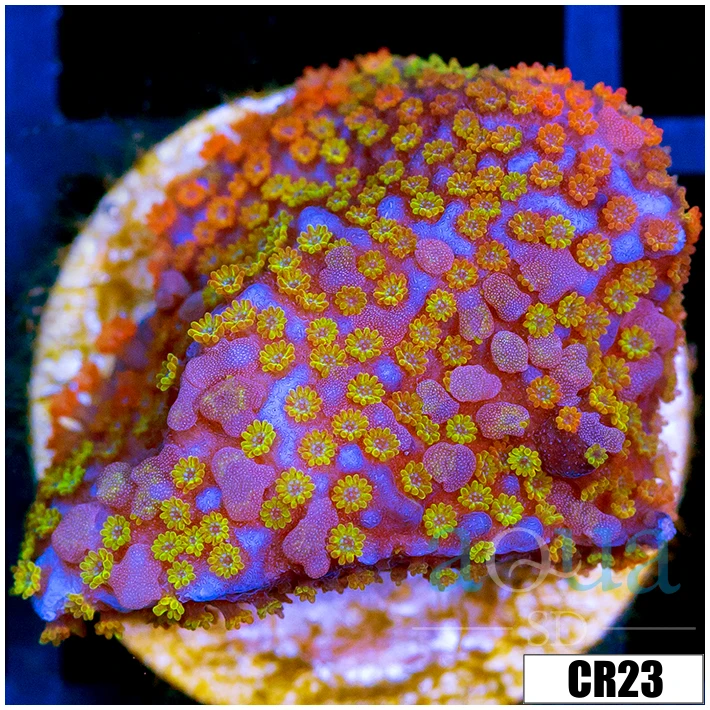 Homegrown Rainbow Monti