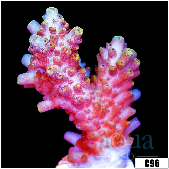 Rose Thorns Acropora