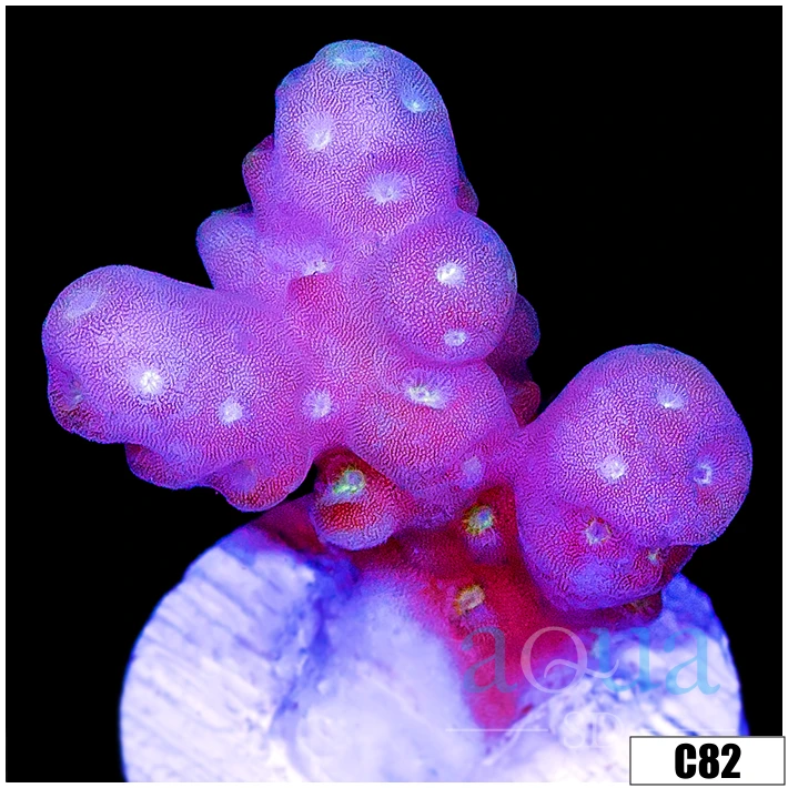 Aussie Bubble Tip Acropora