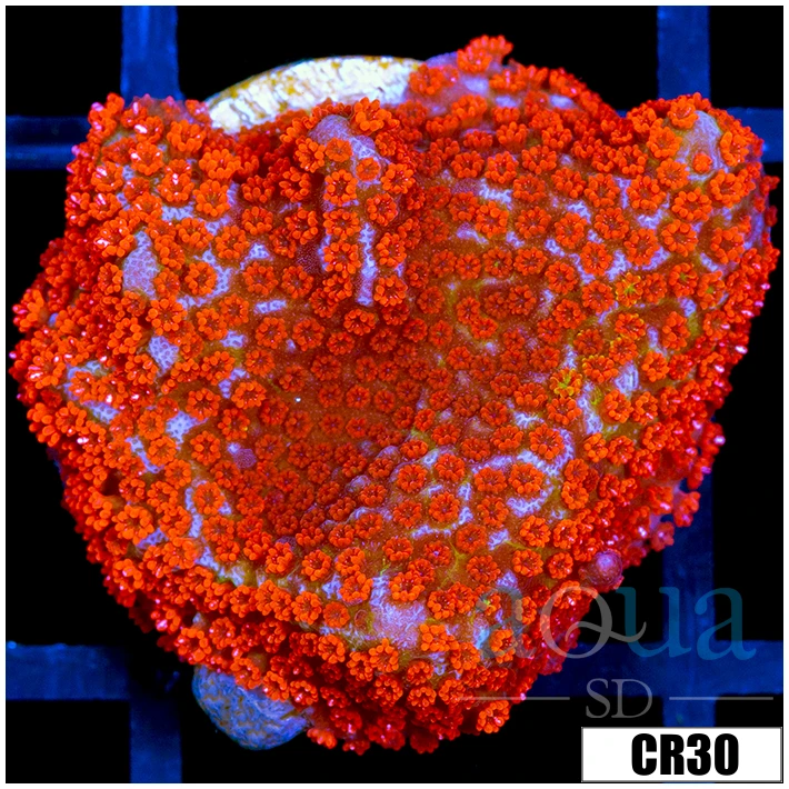 Indo Red Digitata