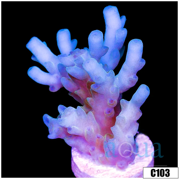 Aussie Ice Tort Acropora