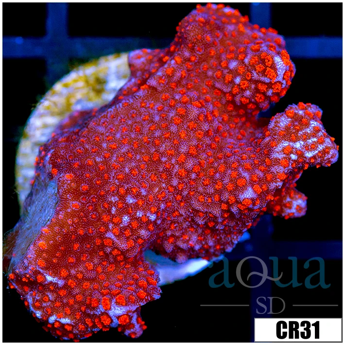 Indo Red Digitata