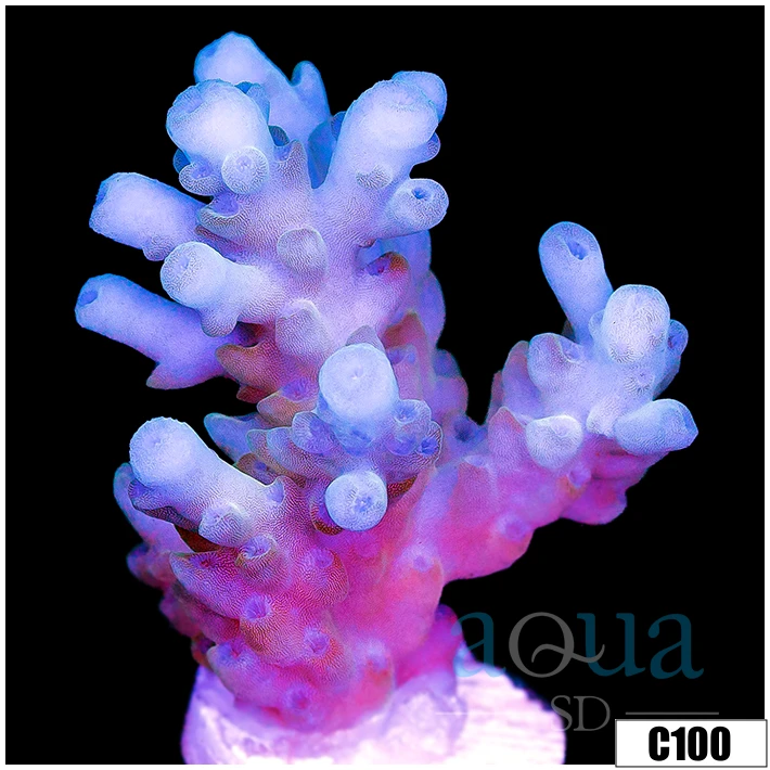 Aussie Ice Tort Acropora